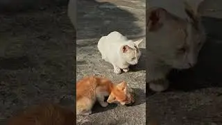 cute hungry kitten #catlovers #cat #pets #kitten #cute #love #playful #baby #babycat #trending #fyp