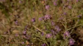 Montana Weed Control Association |  Spotted knap weed