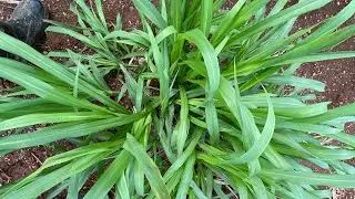 Juncao: Omuddo Ogukyusa Obulimi mu Africa(+256708262672)