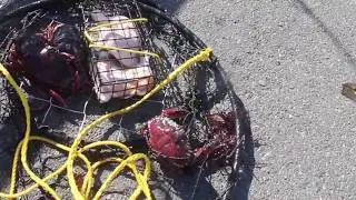 crabbing in Seattle (Ballard)
