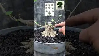 how to make a small hibiscus bonsai #bonsai #bonsaiasia #bonsaiworld #bonsaiindonesia #bonsaiwaru