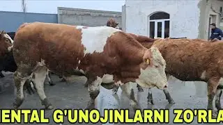 Haydar akada yangi partiya smentalni zo'rlari 2 oylikdan yetuk bog'ozlarigacha 30 января 2026 г.