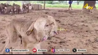 Two-Headed Baby Goat Becomes Centre of Attraction in Yadadri Bhongir, Telangana.