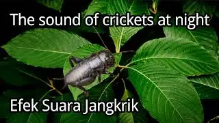 The sound of Crickets at Nigh || Suara efek Jangkrik