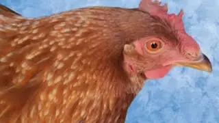 Chicken Adventures! Chicken escapes!! #petchicken #cutechicken #backyardchickens