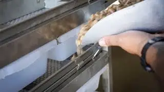 FREEDOM BREEDER FOOD FUNNEL