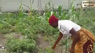 astuce na bilanga pona ko bimisa ngumba ebele