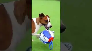 Transforming Frisbee Ball Dog Toy