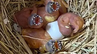 How to hand feed baby gouldian chicks