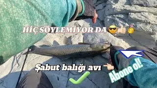 ‼️Atat&uuml;rk Barajının hır&ccedil;ın balığı yine bizden ka&ccedil;amadı ‼️ (şabut balığı ) balık avı fishing ✅