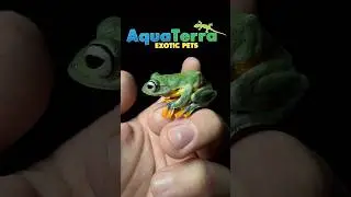 NEW black webbed Flying tree frog!