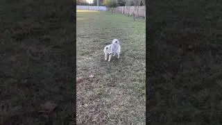 Pomsky Puppies For Sale in Lake Mary, FL