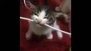 Kitten bites cable meme