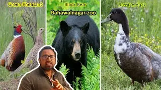 Bahawalnagar zoo | Green Pheasant | Russian Duck | Black Bear | Cute Creatures