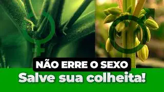 Como Identificar Macho e F&ecirc;mea da Cannabis | Evite Erros no Cultivo Indoor