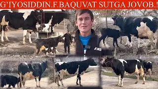 BÒKADAN😱GʻIYOSIDDIN AKA FERMASIDA🔥ONA BOLA SIGIRLAR NARXLAR UTA ARZON SHOSHILING SONI KAM🥛🌨️🏃