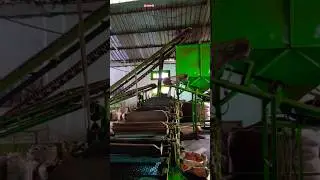 #tea making process🌿#how tea is really made?😄#assamtea🏞️| traditional tea making process 🔥#leaftocup
