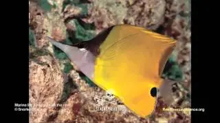 Longnose Butterflyfish