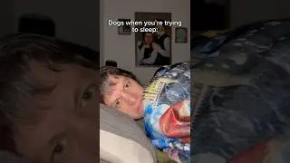 It&rsquo;s like dogs wait until bedtime on purpose 🙄#dog #funnydogvideos #dogcomedy