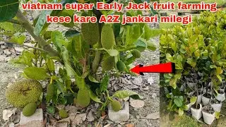 viatnam supar Early Jack fruit farming। india ka populer ak versits। contact 7478411841