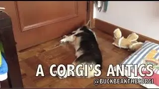 Buckbeak The Corgi: A Corgi's Antics Part I