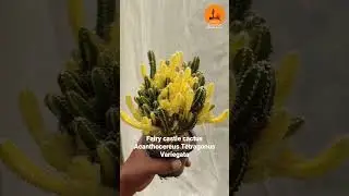 Acanthocereus tetragonus 'Fairy Castle Variegata