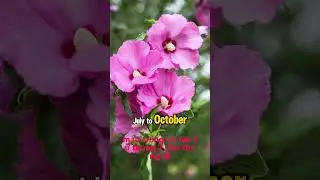 South Korea- National Flower - The Stories Behind #animals #culture #history #travel #food #SYGERBRO