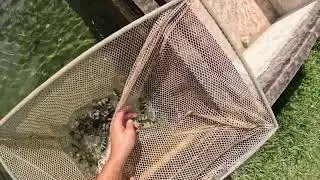Catching Zebra Obliquiden(Lake Victoria cichlids)[POV]