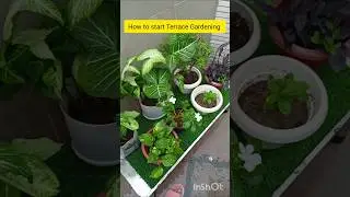 how to start the terrace garden/bina mitti ke lagaye podhe#ytshorts #gardening #terracegardenindia