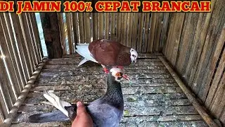CARA MENGATASI MERPATI JANTAN SUSAH BRANCAH || 4 hari langsung berancah banget