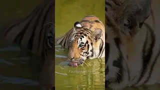 Tadoba Shorts