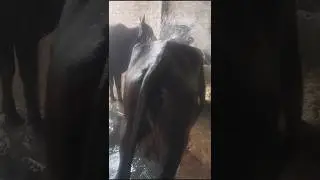 #shorts #dairfarming #farming #animals #dairfarming #shortvideo #shortsyoutube