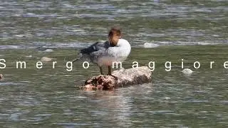 Gli uccelli del bosco: GLI UCCELLI ACQUATICI. Video: Nikon Coolpix P1000.