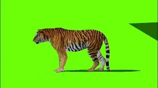 Male Tiger green cartoon  | Best Green Screen ( Download Link )