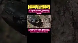 [A Bug's Life ASMR] The rustling sound of a Japanese black scarab beetle. #music #beatles #beauty