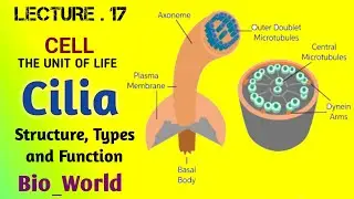 Cell: The Unit of Life - Cilia | Types of cilia | Structure and Function of cilia | Muhammad Asghar