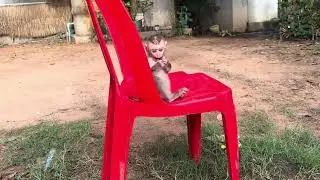 Momo baby monkey playing in my garden.
