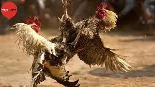 Techies, management gurus set up rooster farms as cockfights become lucrative business