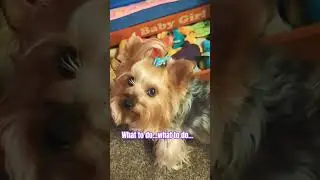 #babygirl #play #fetch #backpacker #what #toys #toybox #whichone #toomany #yorkie #pets #dogs #good