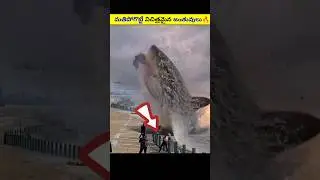 Top 2 Amazing Animals 🔥|#telugufacts #telugu #shorts #viralnews #viral