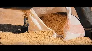 SAP Business One becomes the pick of the crop for Eastern Africa Grain Council