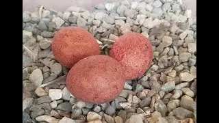 Breeding Falcons (parents 2020)