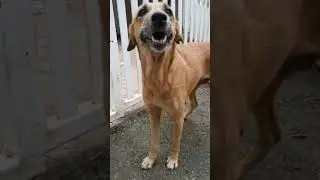 Street Dogs are Cute😍🤗#shorts #short | Sigma Dogesh