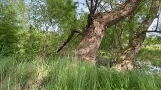 Dabas ainavas