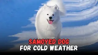 Samoyed dog Best Dog Breeds for Cold Weather, Buying Cost, Diet, Care Sheet Guide for Beginners