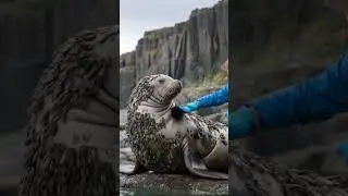 Millions of Barnacle Removed From a Seal's Body! 🌊 (Satisfying Rescue!)