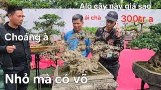 Chủ cây báo giá khách choáng luôn !.. Nhỏ mà có võ