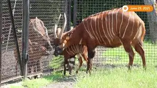 Polish zoo welcomes second bongo antelope this year