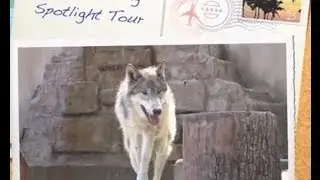 Wolf Training Up-Close Tour | Busch Gardens Williamsburg, VA