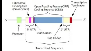 Structure of a Typical protein Coding gene and its Relevant parts